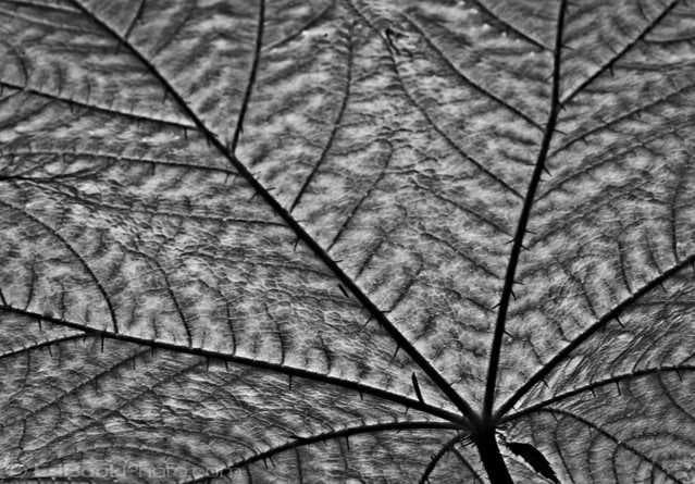 Sample of Veined