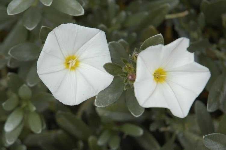Sample of Silverbush