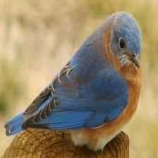 Sample of Eastern bluebird