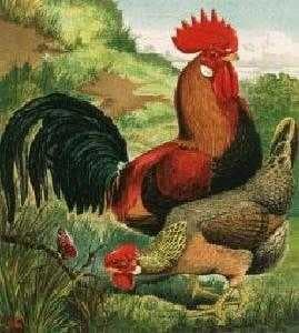 Sample of Rooster