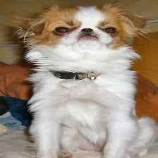 Sample of Japanese spaniel