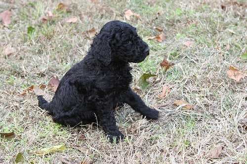 Sample of Standard poodle