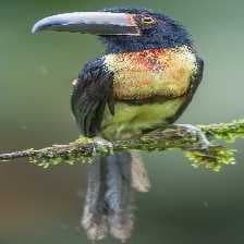 Sample of Collared aracari