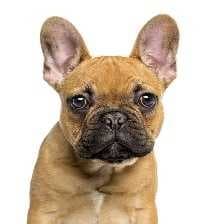 Sample of French bulldog