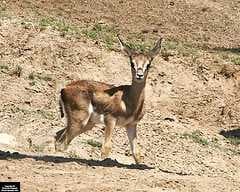 Sample of Gazelle