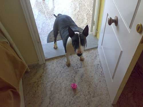 Staffordshire bullterrier image dataset preview
