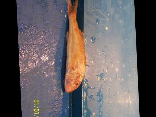 Sample of Striped red mullet