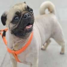 Sample of Pug