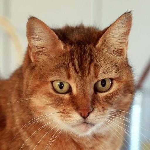 Sample of Cat face