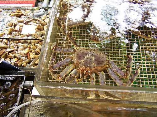 Sample of King crab