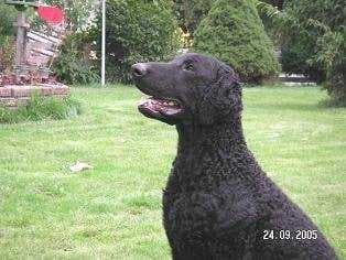 Sample of Curly coated retriever