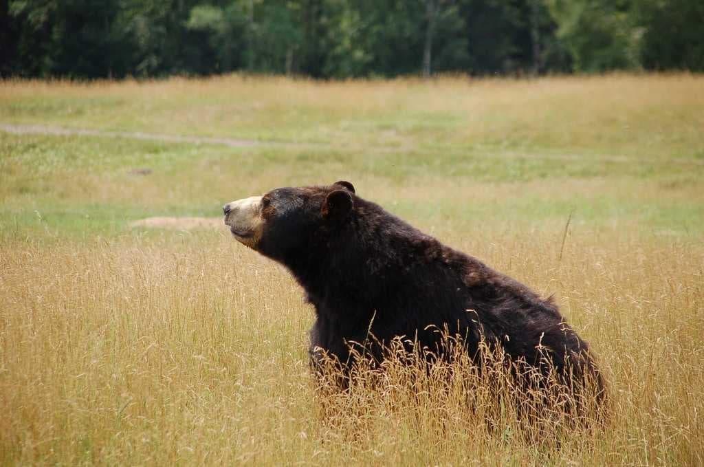 Sample of Brown bear