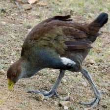 Sample of Tasmanian hen