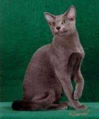 Sample of Russian blue