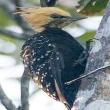 Sample of Blonde crested woodpecker