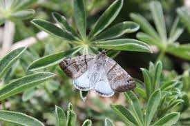 Sample of Moth