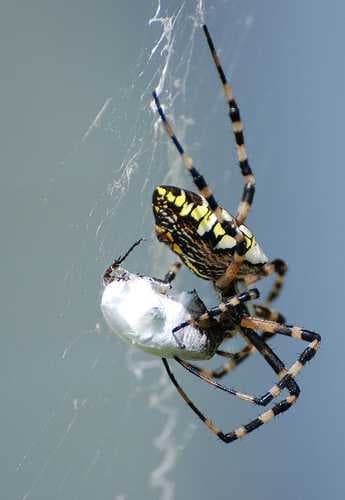 Sample of Black and gold garden spider