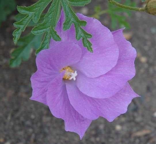 Sample of Pelargonium