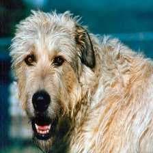 Sample of Irish wolfhound