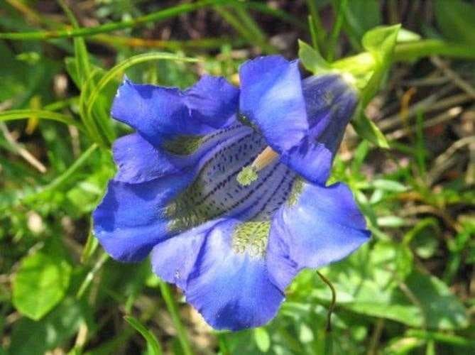 Sample of Stemless gentian
