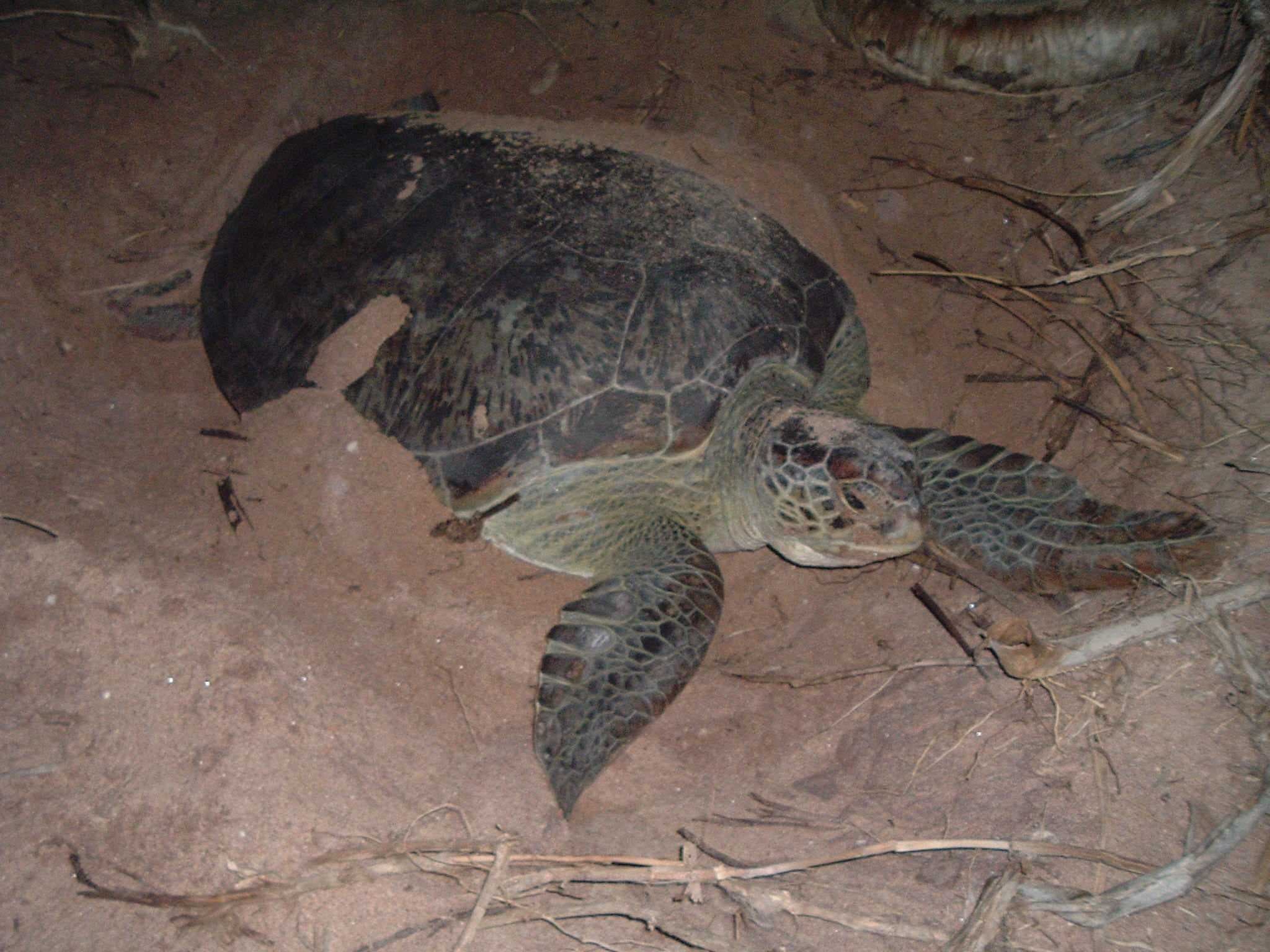 Sample of Leatherback turtle