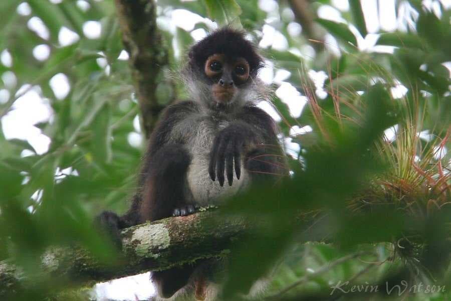 Sample of Spider monkey