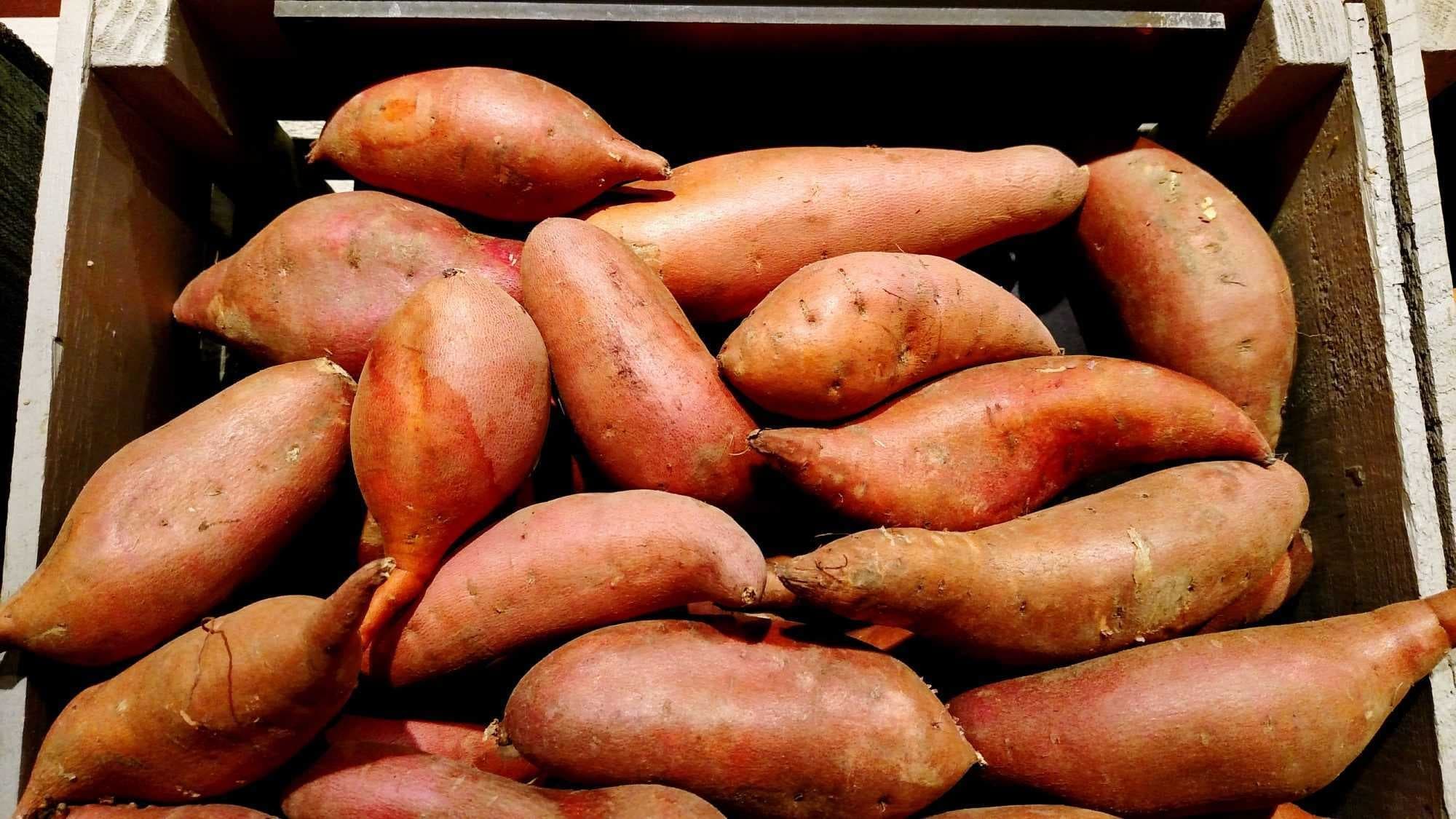 Sample of Sweetpotato