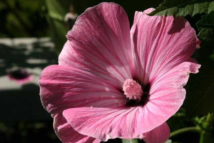 Sample of Tree mallow