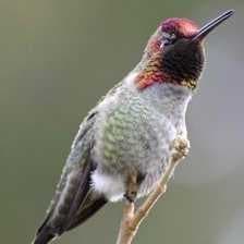 Sample of Annas hummingbird