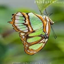 Malachite image dataset preview