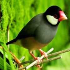 Sample of Java sparrow