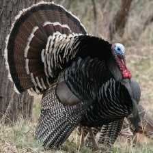 Sample of Wild turkey