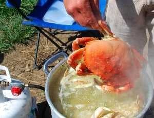 Sample of Dungeness crab