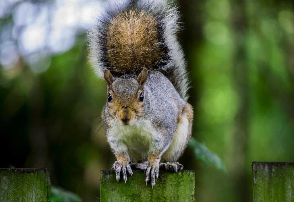 Sample of Squirrel