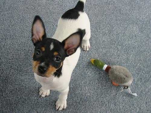 Sample of Toy terrier