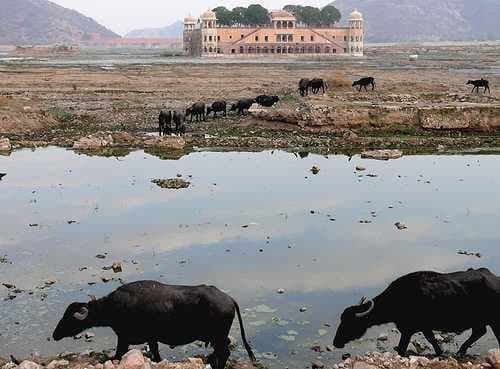 Sample of Water buffalo