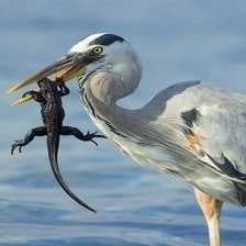 Sample of Blue heron