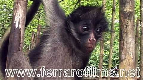 Sample of Titi