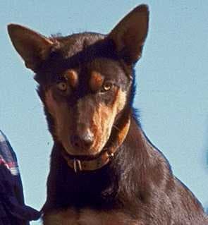 Sample of Kelpie