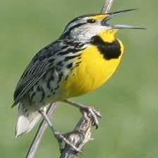 Sample of Eastern meadowlark