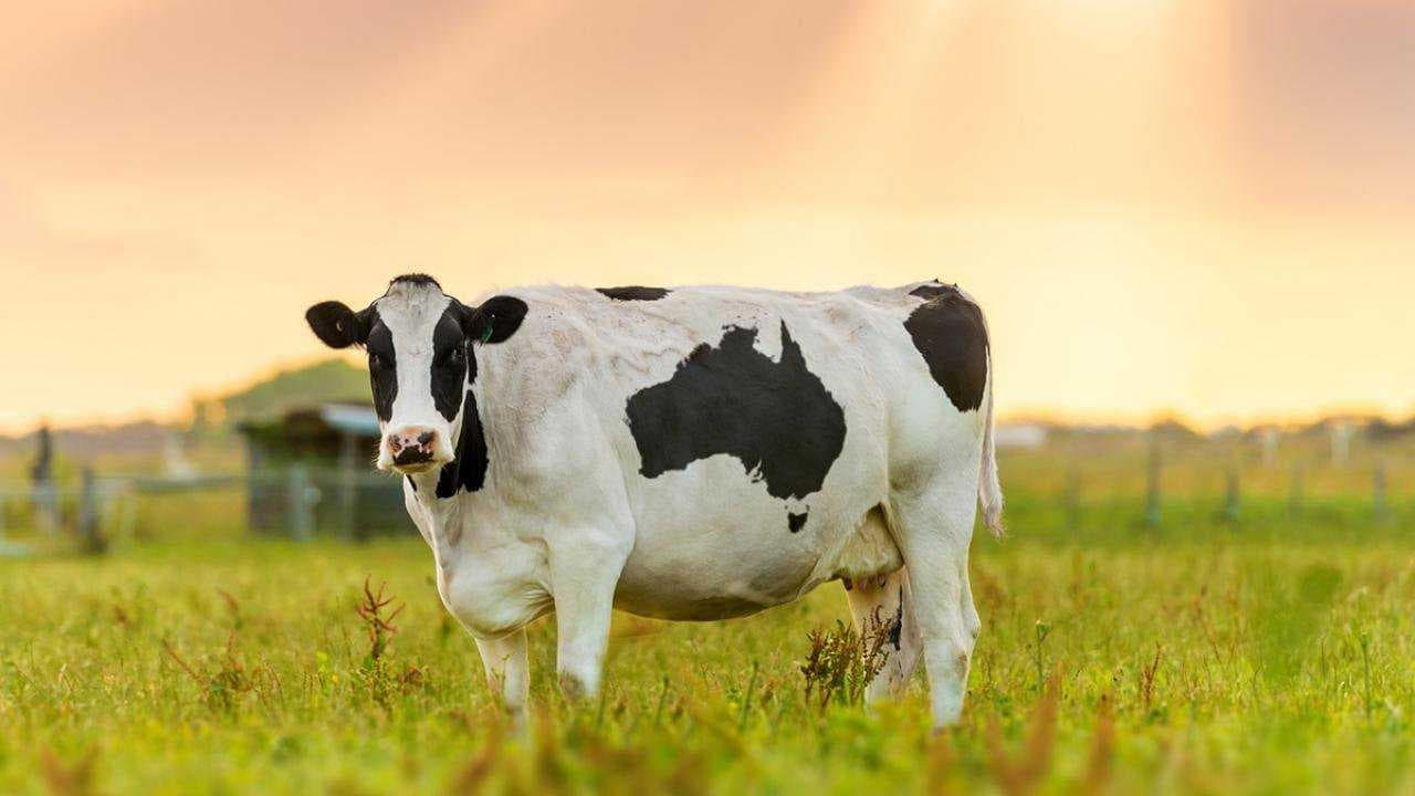 Sample of Cow