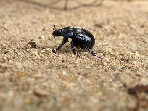 Sample of Dung beetle