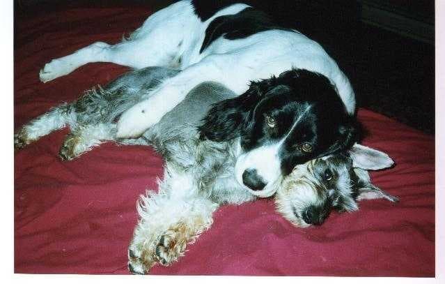 Sample of Miniature schnauzer