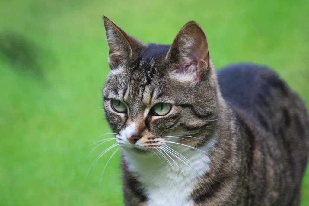 Sample of Lynx