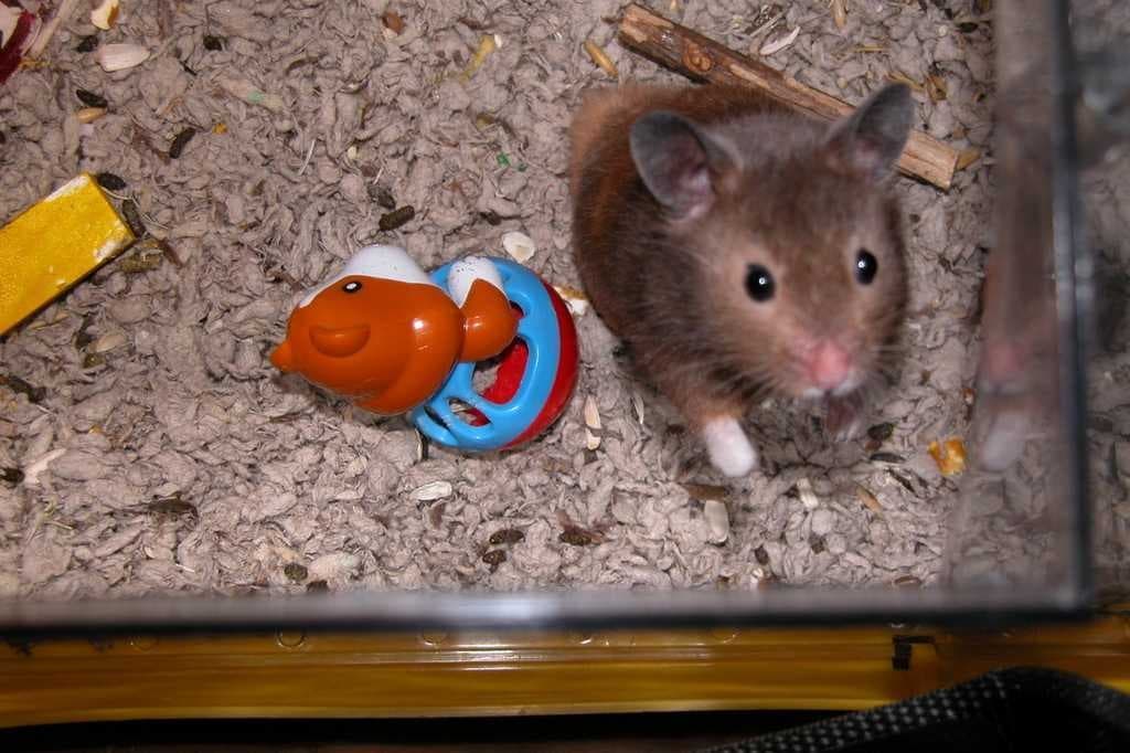 Sample of Hamster