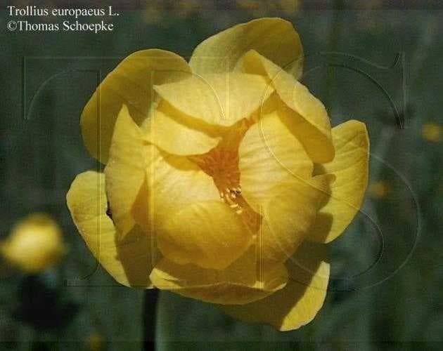 Sample of Globe flower