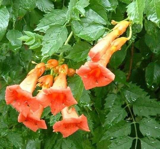 Sample of Trumpet creeper