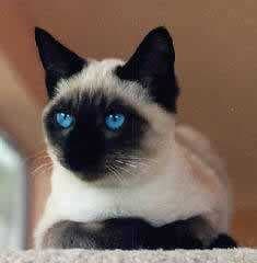 Sample of Egyptian cat