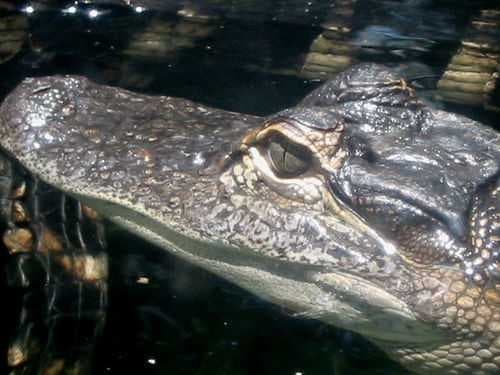 Sample of American alligator
