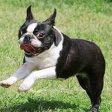 Sample of Boston terrier